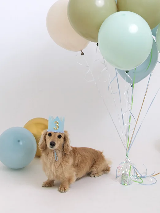 Pet birthday photo session in a private San Francisco studio