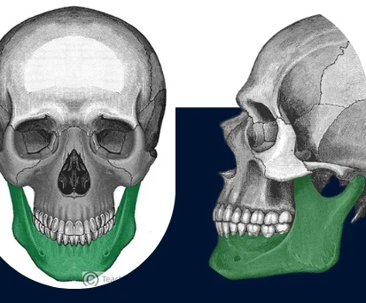 Mandible anatomy illustration