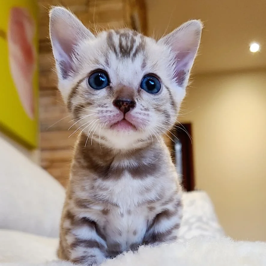 Bimini°cat° Kitten Purchase Contract | Bengal & Abyssinian Kittens | Bimini Cats
