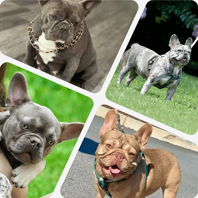 French Bulldog Puppies for Sale in the USA Delivery to Any State