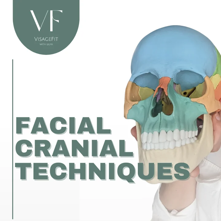 Facial and Cranial Correction course icon showing a stylised skull and facial structure