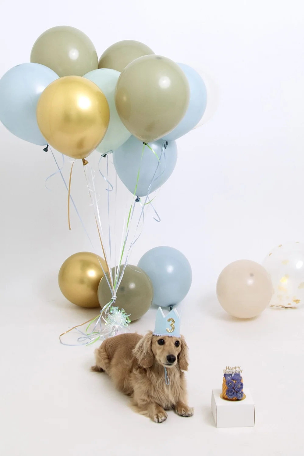 Dog birthday photoshoot at a private self-portrait studio in San Francisco