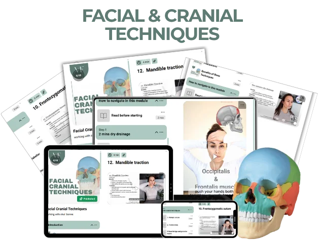 Facial and Cranial Correction course overview