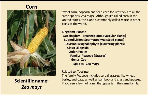 Hybrid Corn